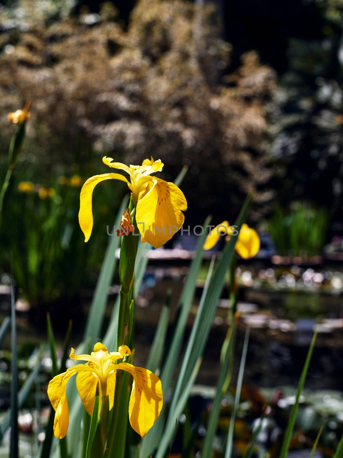 Several flowers of yellow Acoro, Iris pseudacorus. Out-of-focus background of a walkway with water, sunny day, front view.