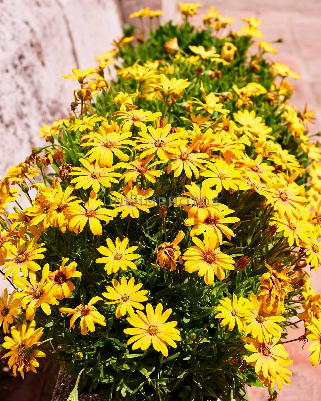 A group of yellow Dimorphotheca sinuata flowers, sunny and bright day, unframed background, group, stone walls