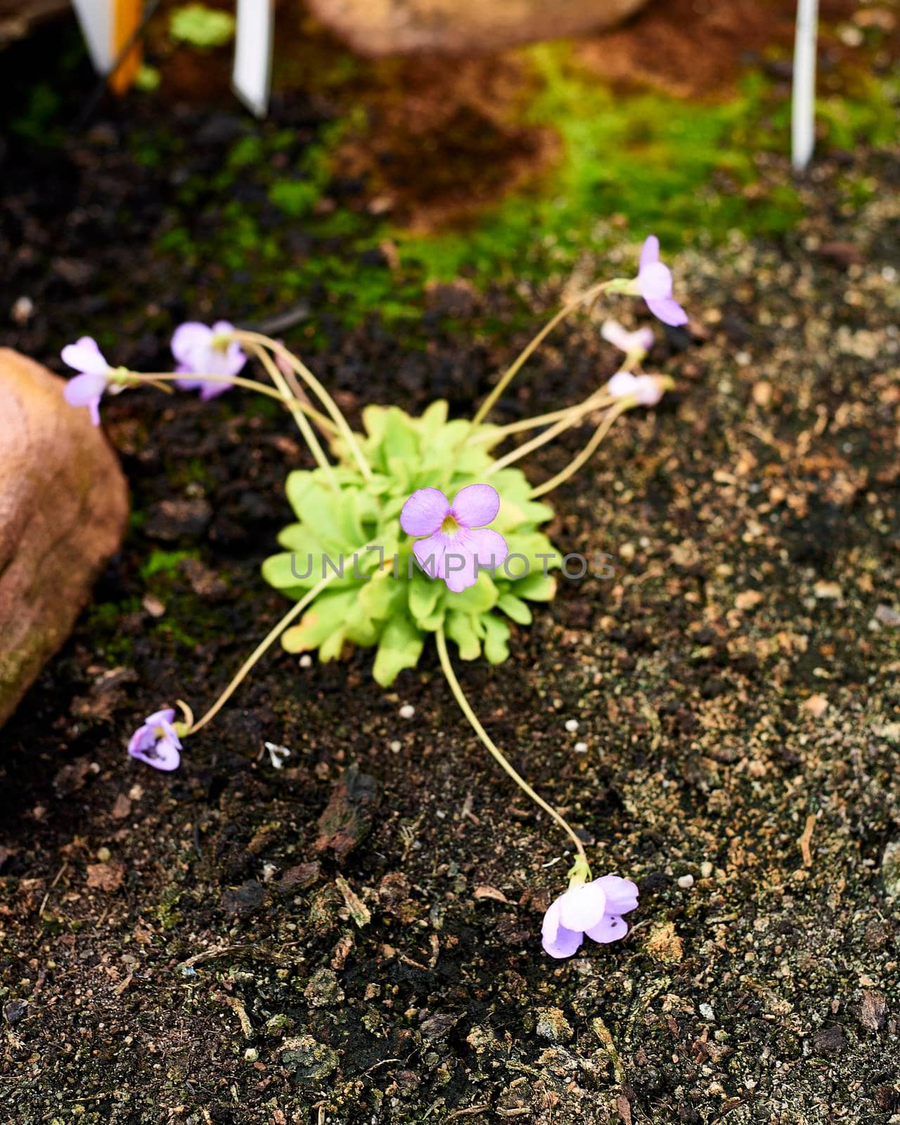 Group of cymbalaria muralis flowers, out-of-focus background, earthen ground, long stems