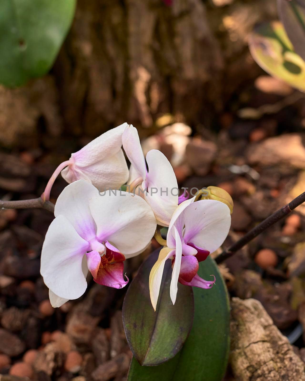 Group of white orchids. Phalaenopsis, blurred background, purple, white, macro photography.