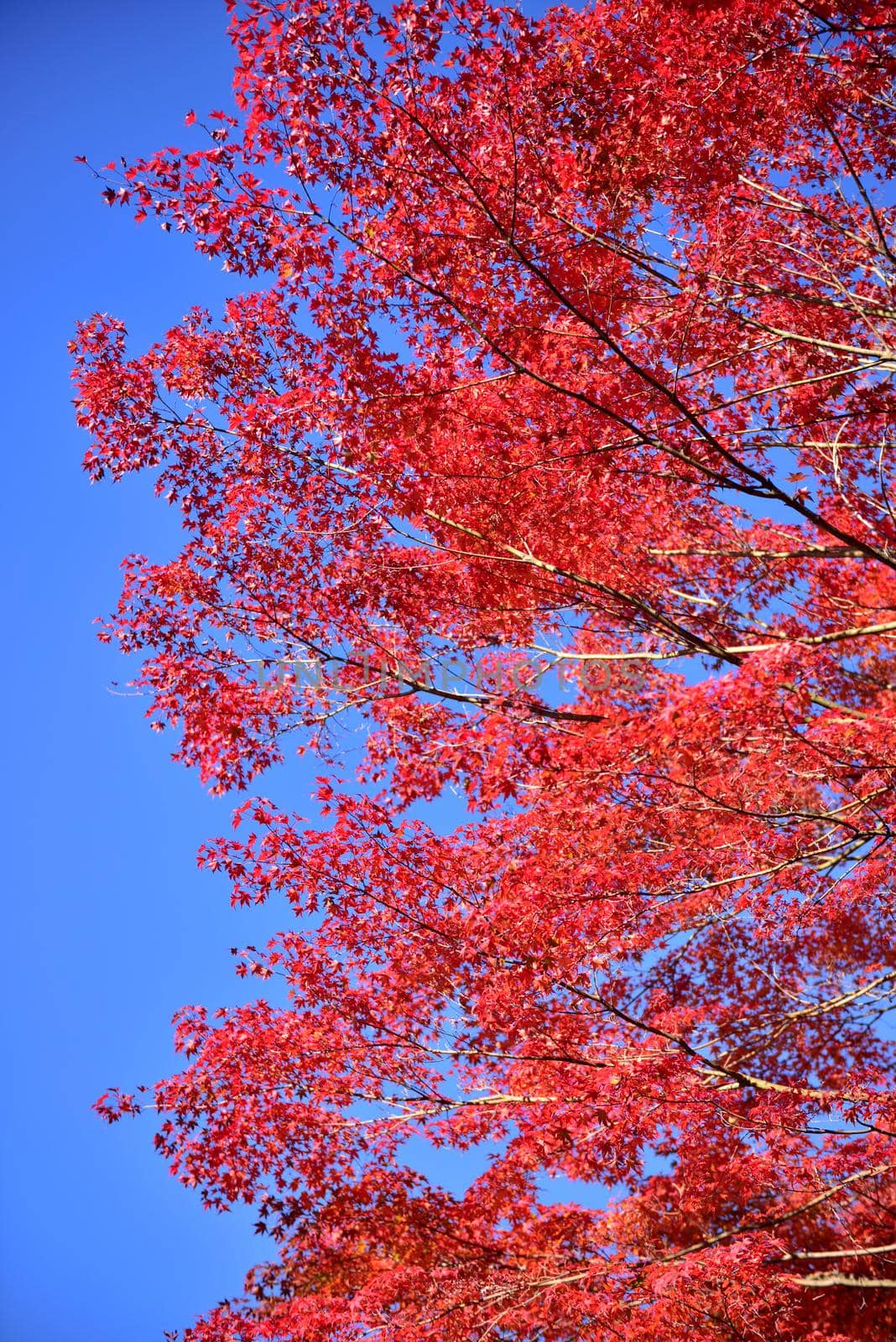 leaves in autumn by norgal