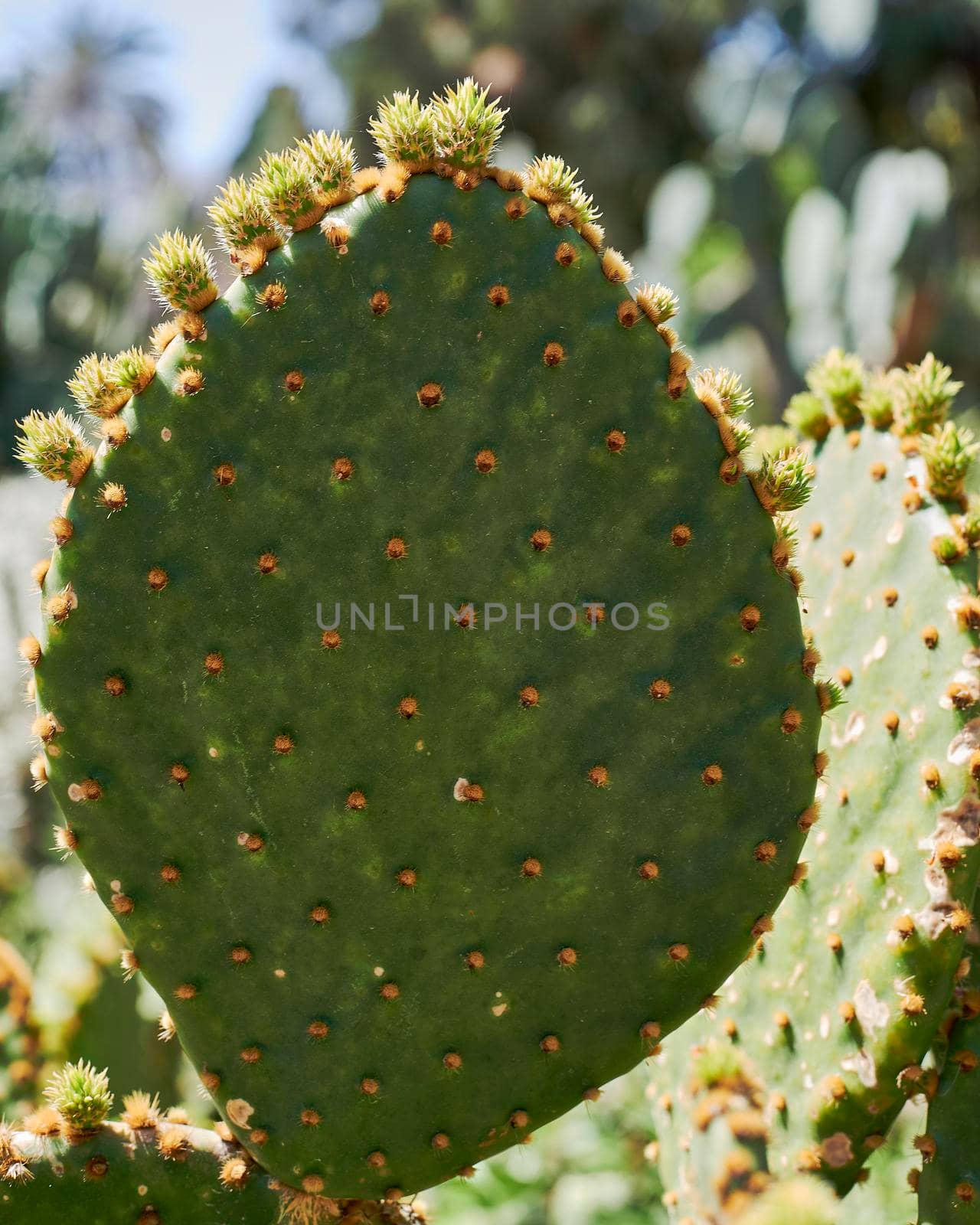 Several leaves of blinding cactus.Opuntia microdasys, out of focus background, macro photograph, sunny, front view
