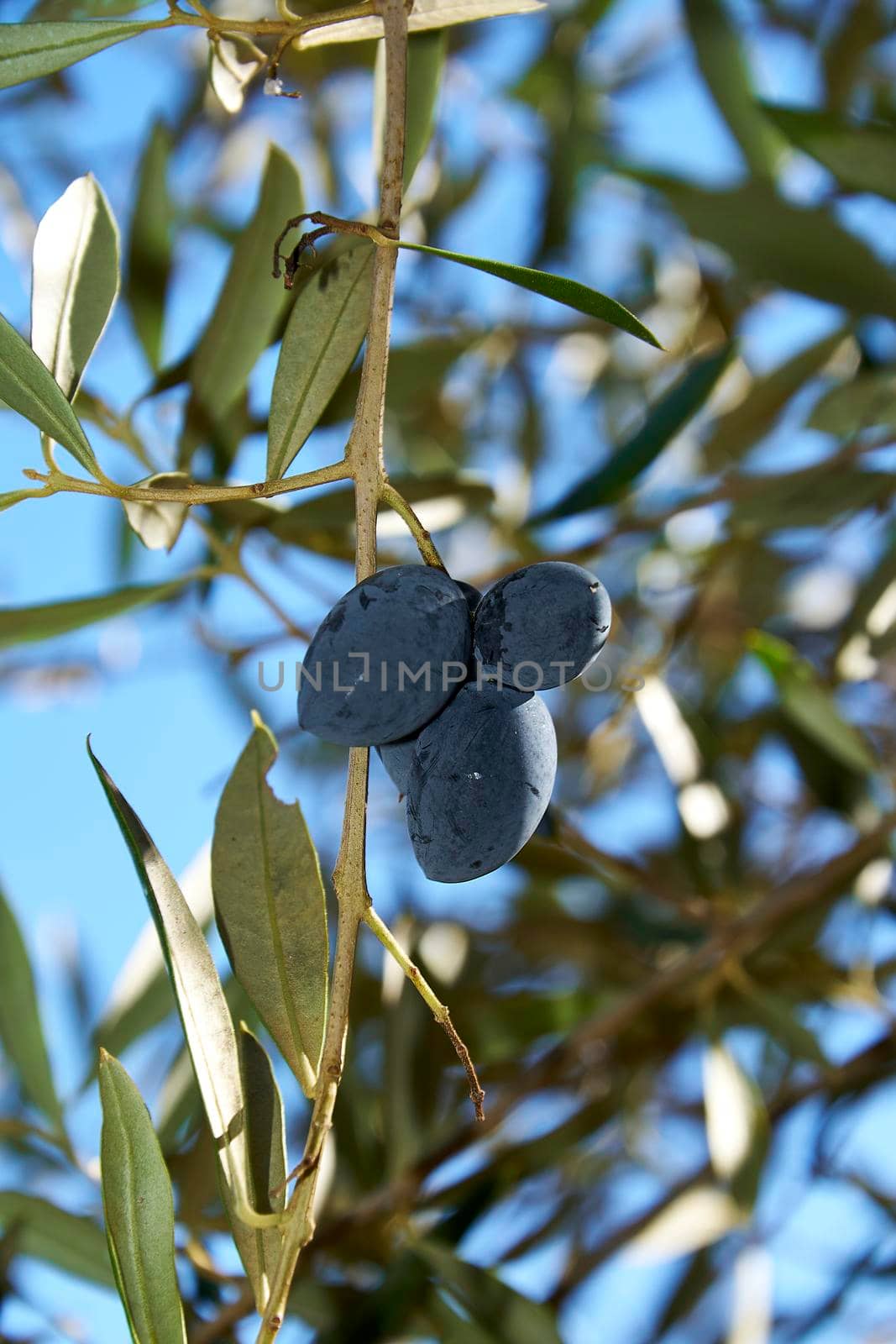 Three olives on an olive branch, macro, ripe fruit, unfocused background