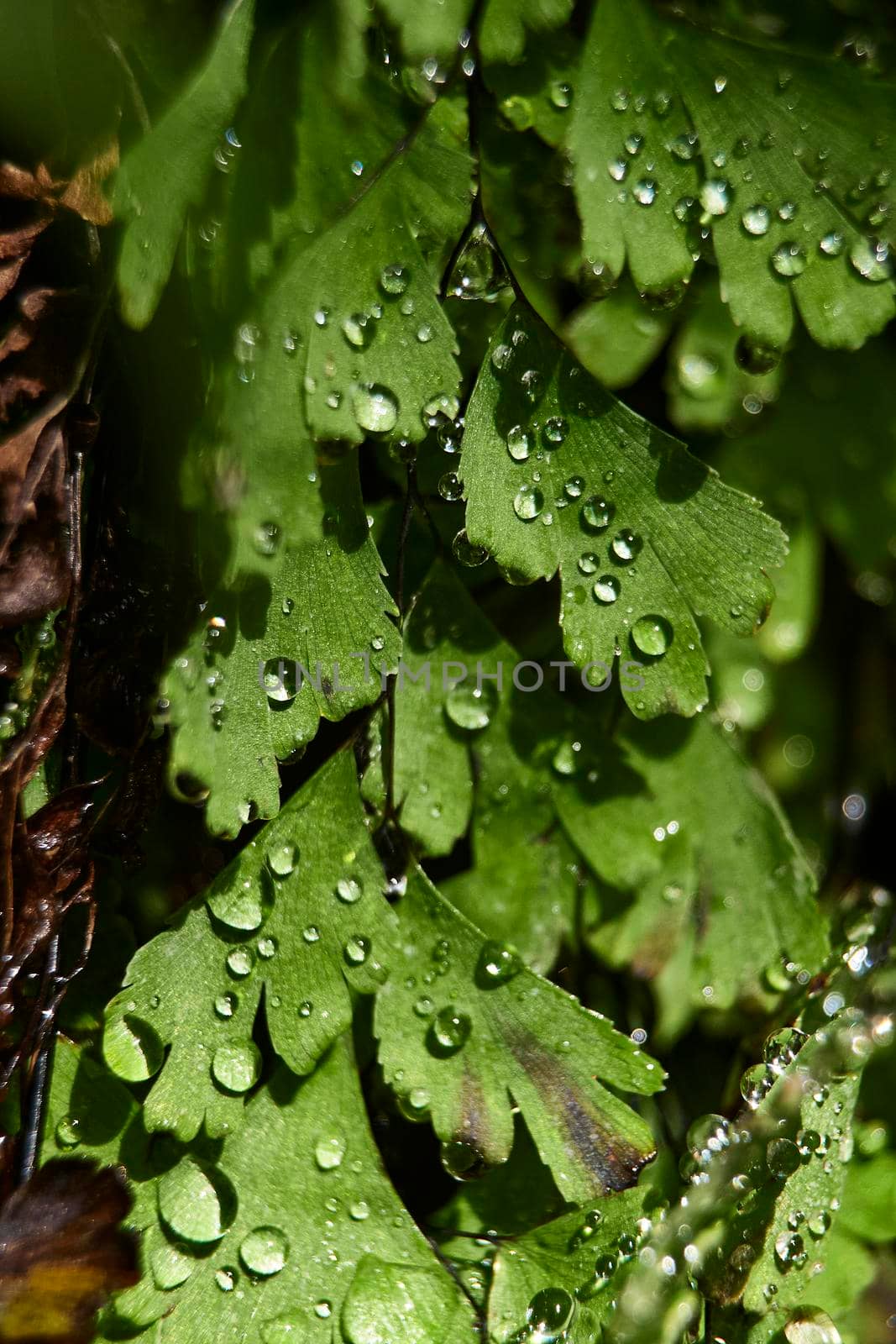 Fern leaves with small drops of water by raul_ruiz