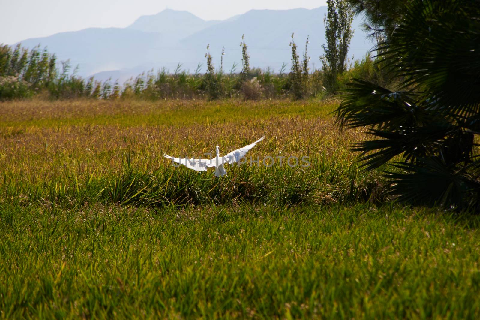 Heron starting to fly over rice fields, green, sunny, from the back