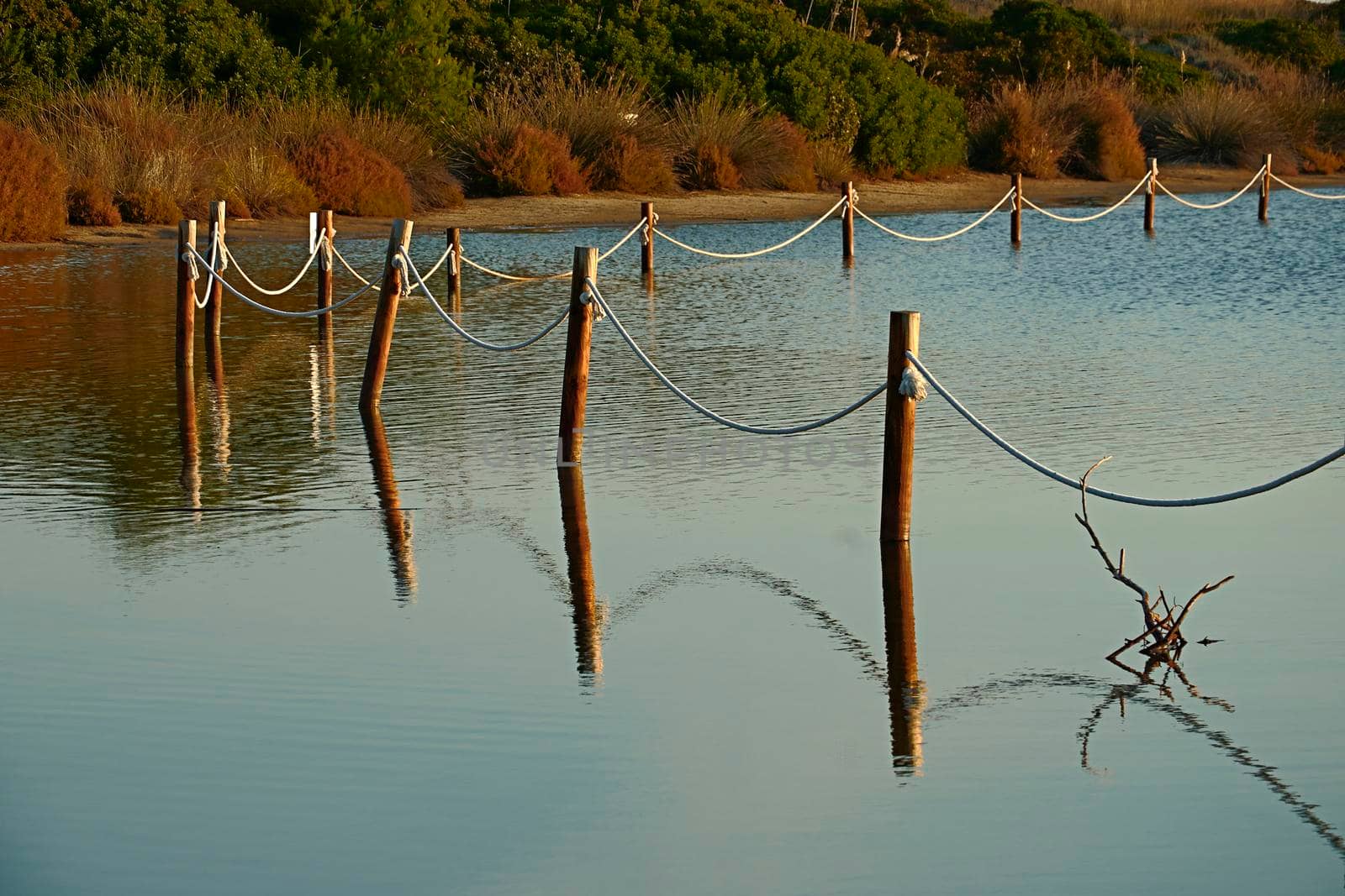 Reflections of a fence sticks in the water, sunny, calm water, vegetation