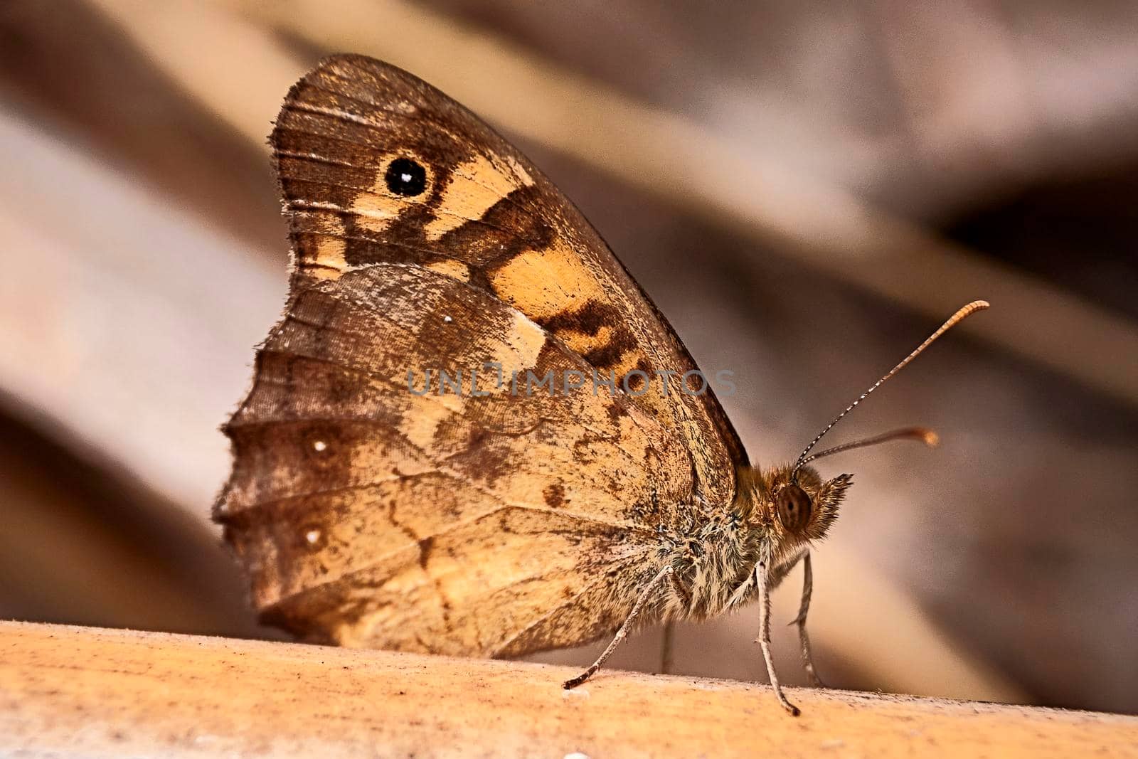 Brown colored butterfly on a branch, macro photography, unfocused background, details