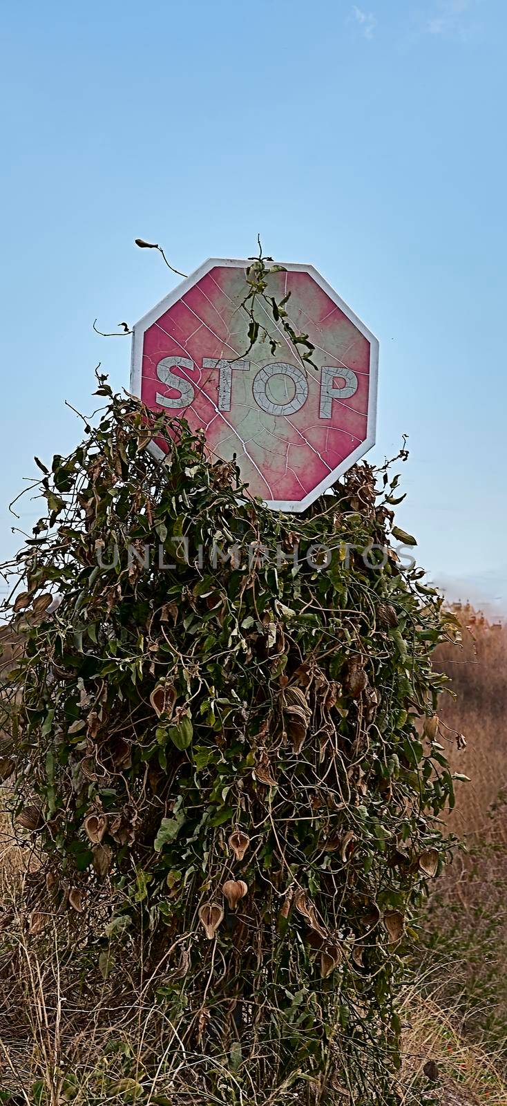traffic sign, stop sign, faded, overgrown, sunny day, vertical
