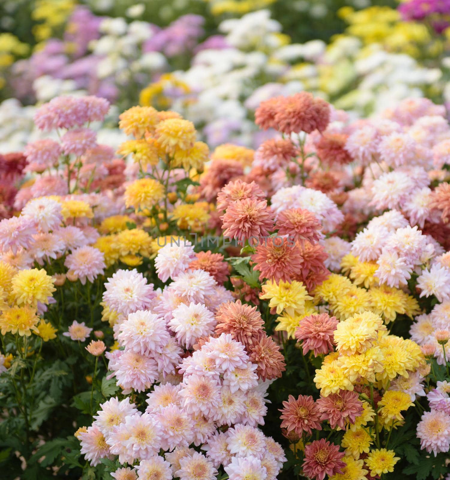 colorful chrysanthemums in the garden, beautiful nature concept