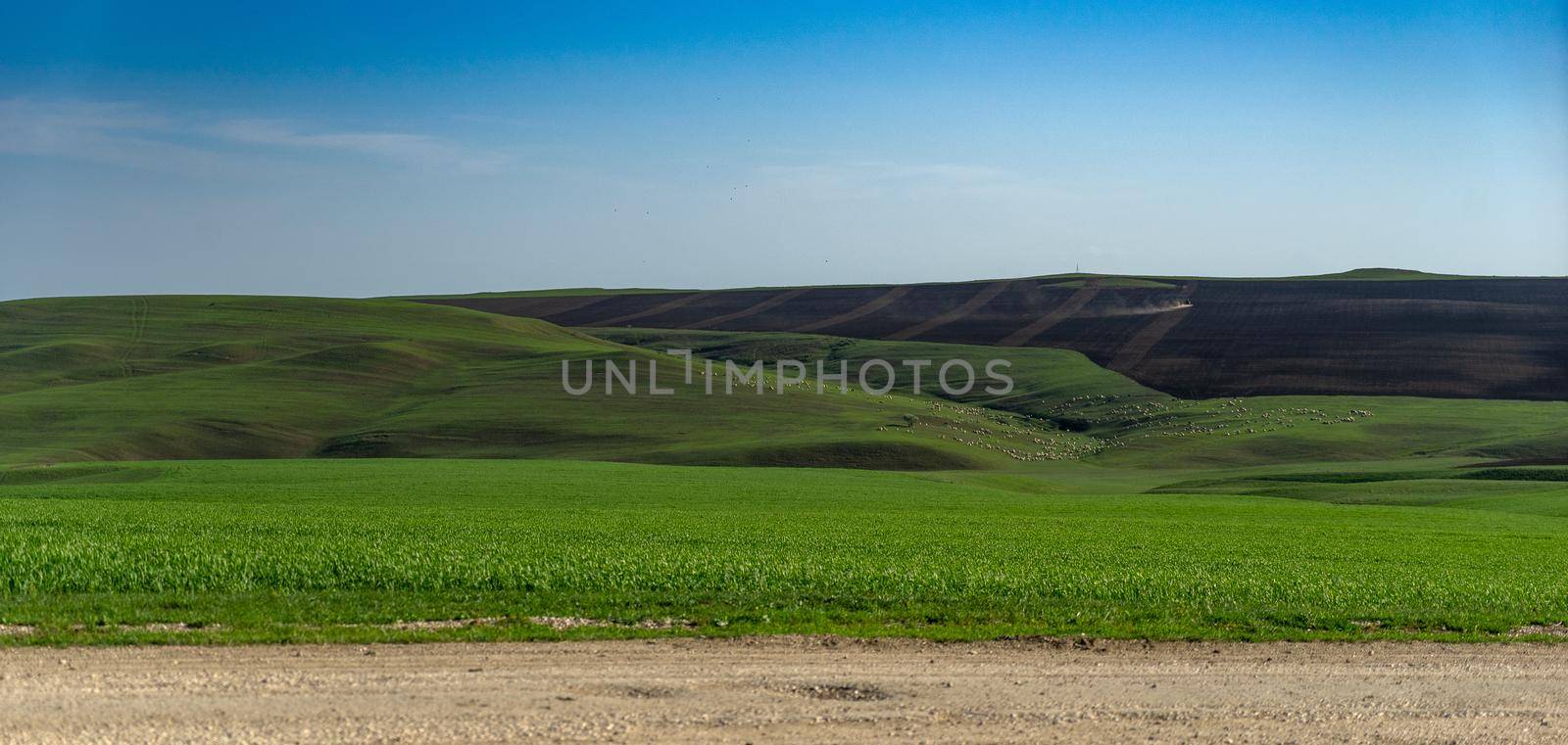 Pastoral landscape in green Kahetia fields by javax
