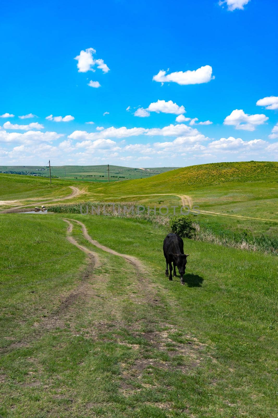 Young black bull on a green field background. by Vvicca