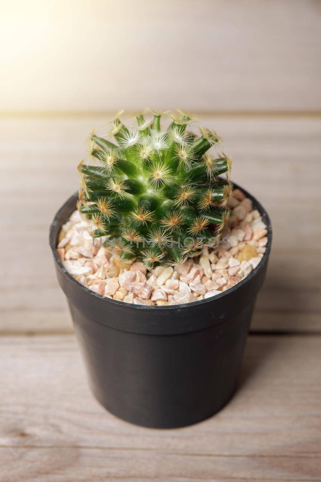 closeup fresh cactus in flowerpot, Gardening concept