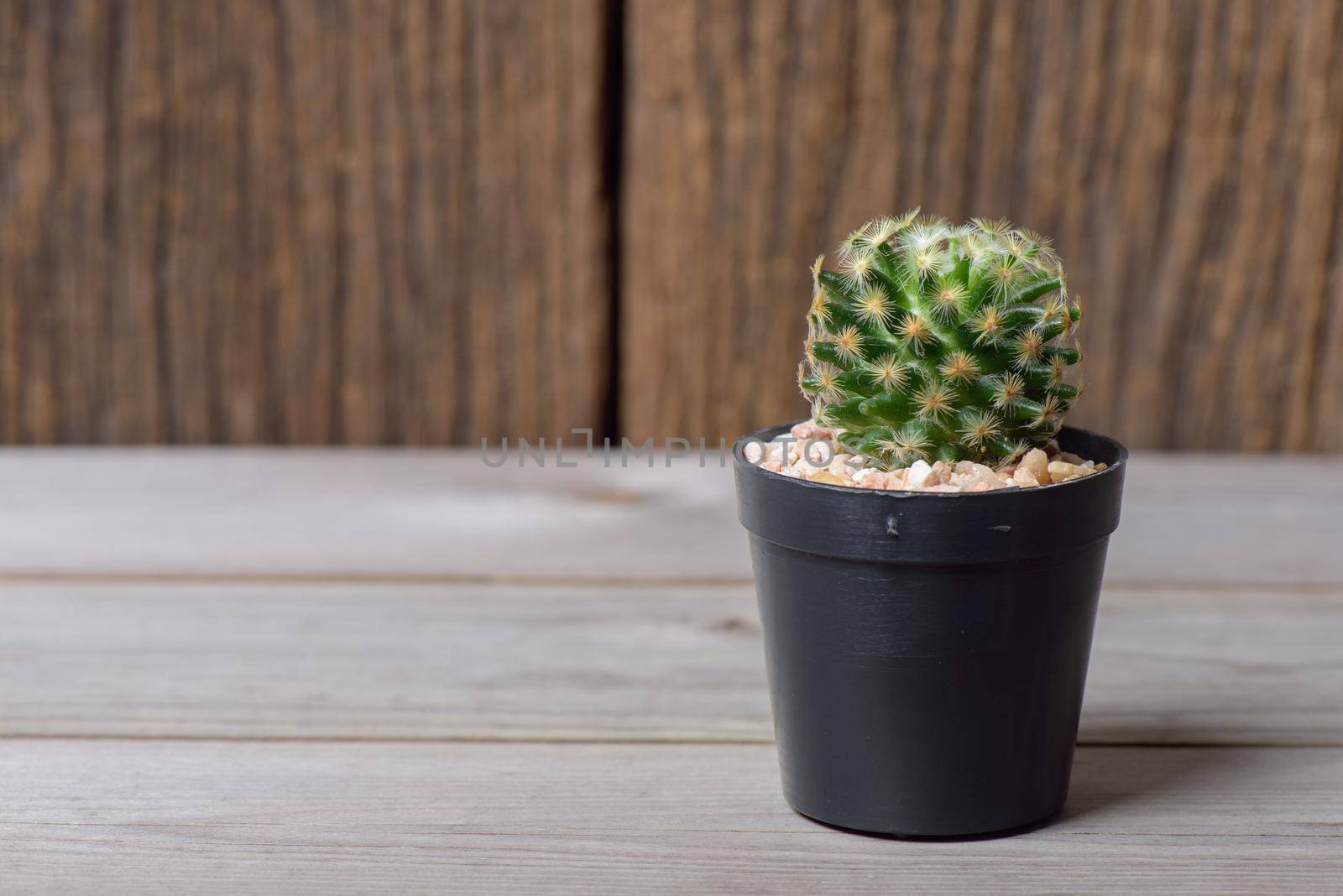 closeup fresh cactus in flowerpot, Gardening concept