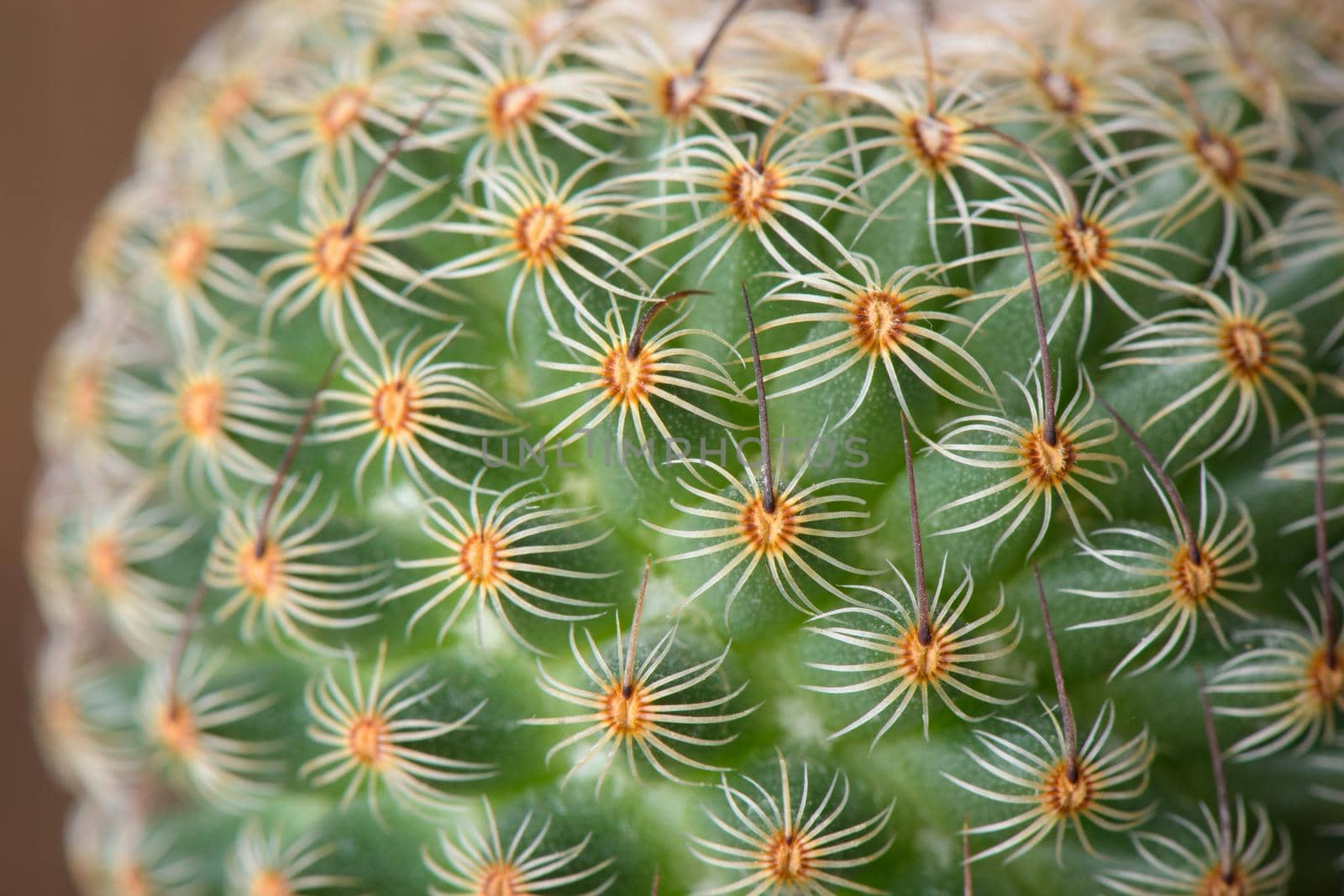 closeup details of cactus over wooden background, abstract nature concept