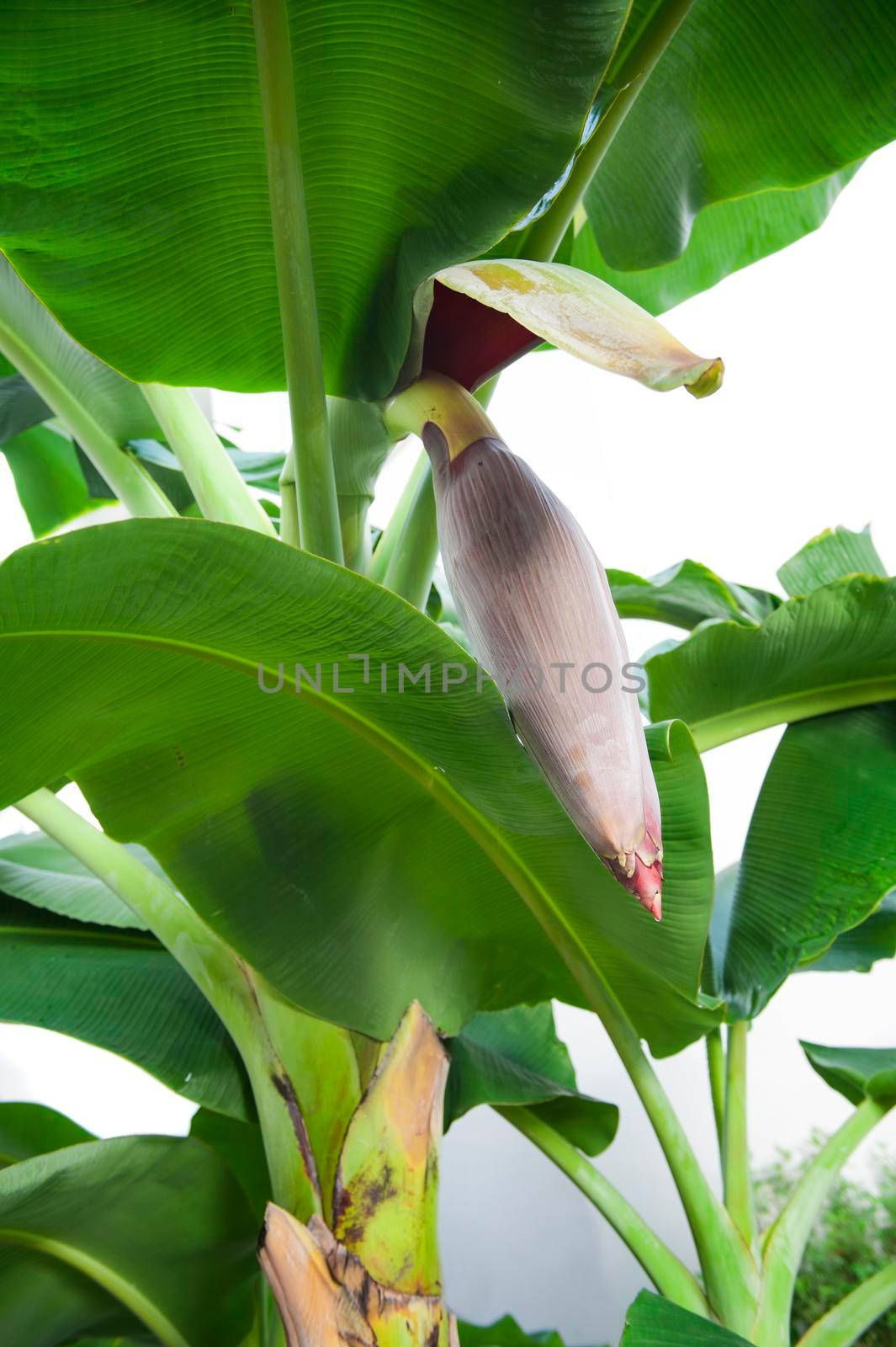 banana blossom in the garden