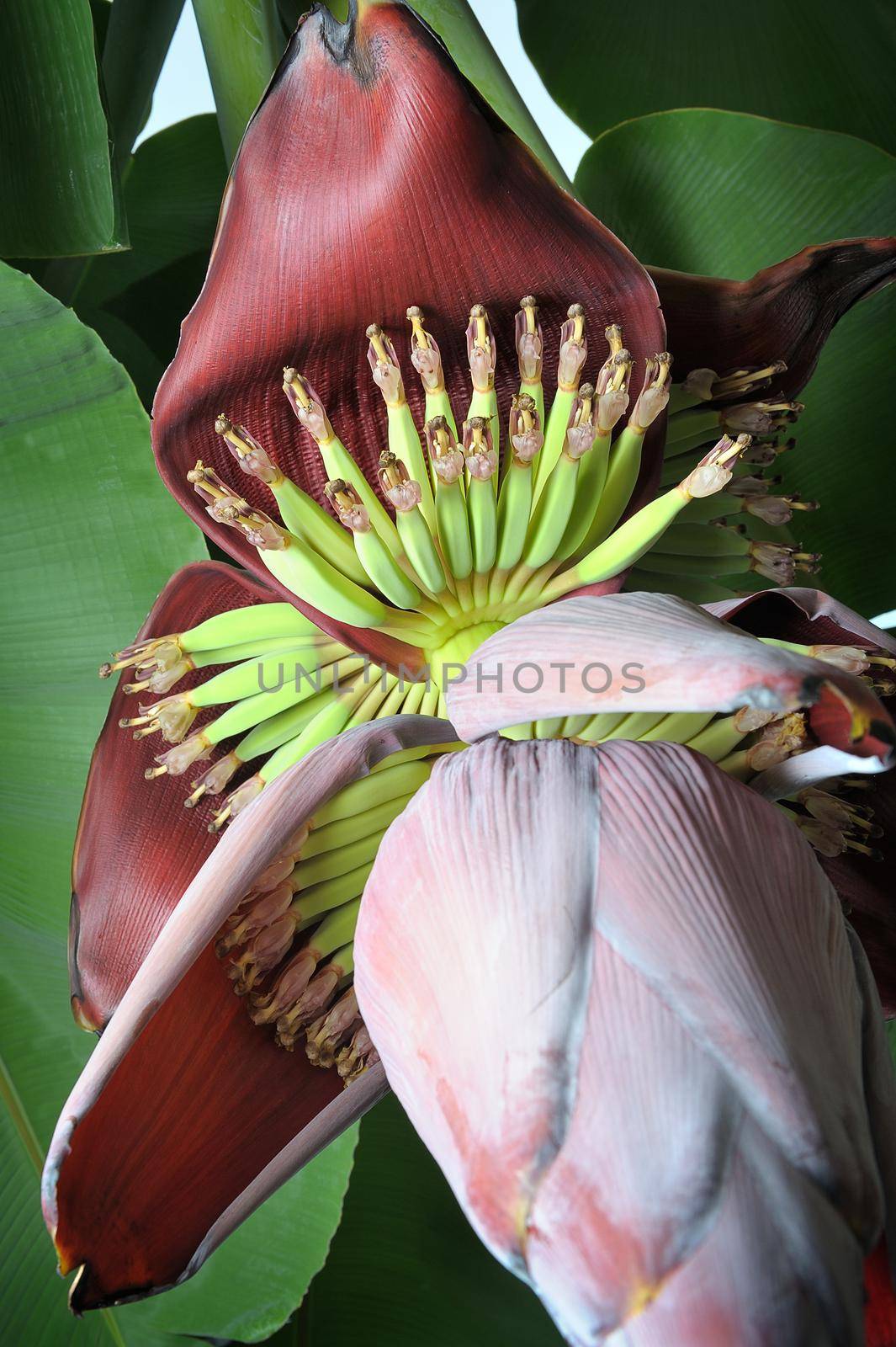 banana blossom by norgal