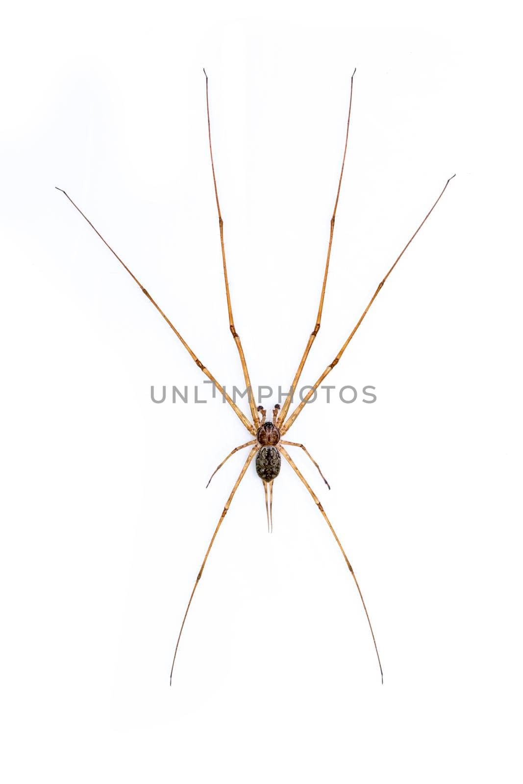 Image of two tailed Spider(Hersilia sp.) isolated on white background. Animal. Insect. by yod67