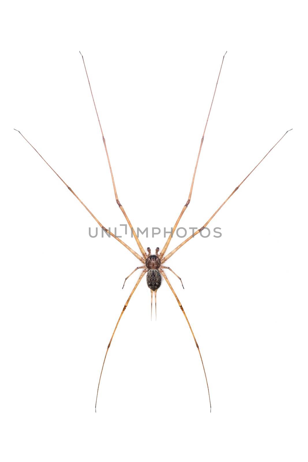 Image of two tailed Spider(Hersilia sp.) isolated on white background. Animal. Insect.