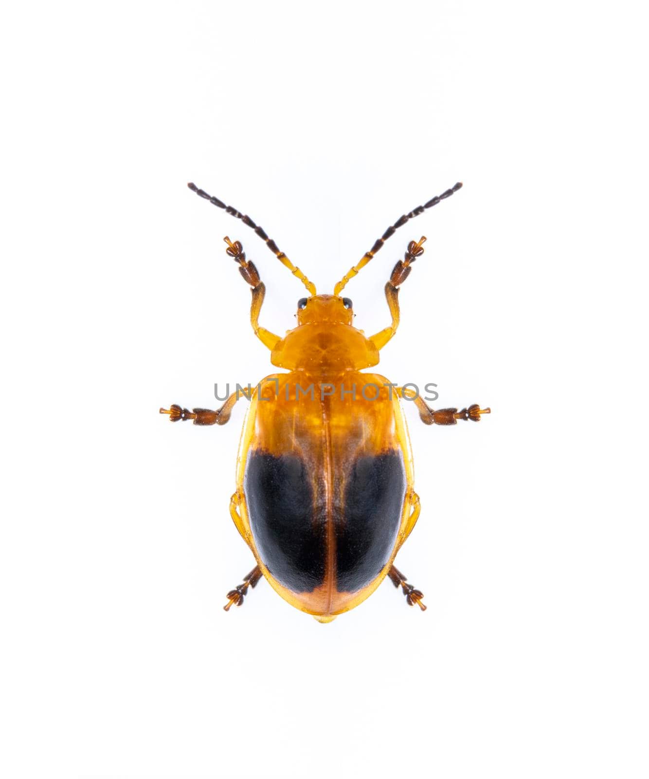 Image of Twin-spotted Beetle (Oides andreweisi)  isolated on white background. Animal. Insect.