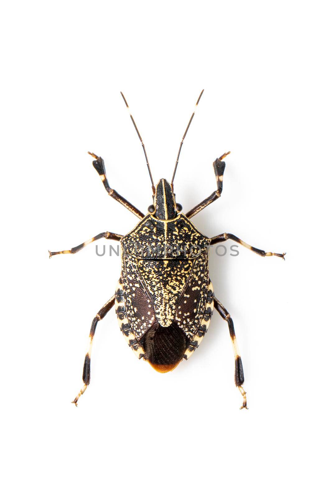 Image of yellow spotted stink bug isolated on white background. Animal. Insect.