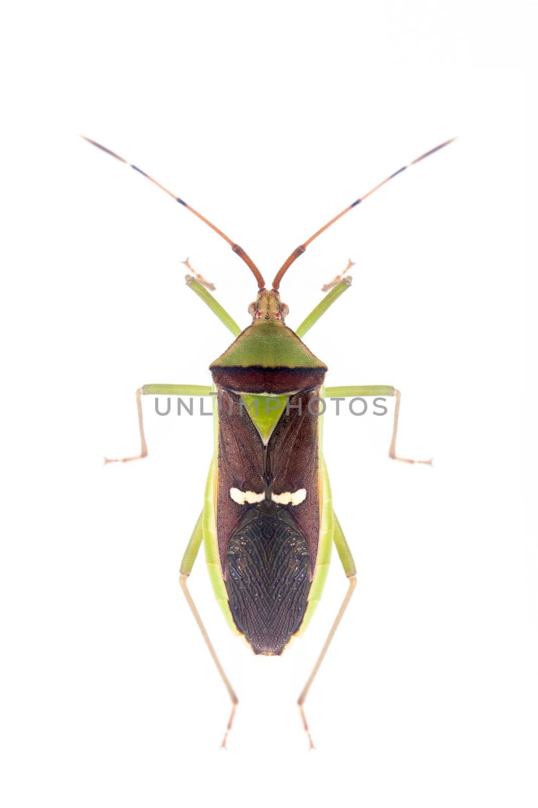 Image of green legume pod bug(Hemiptera) isolated on white background. Animal. Insect.