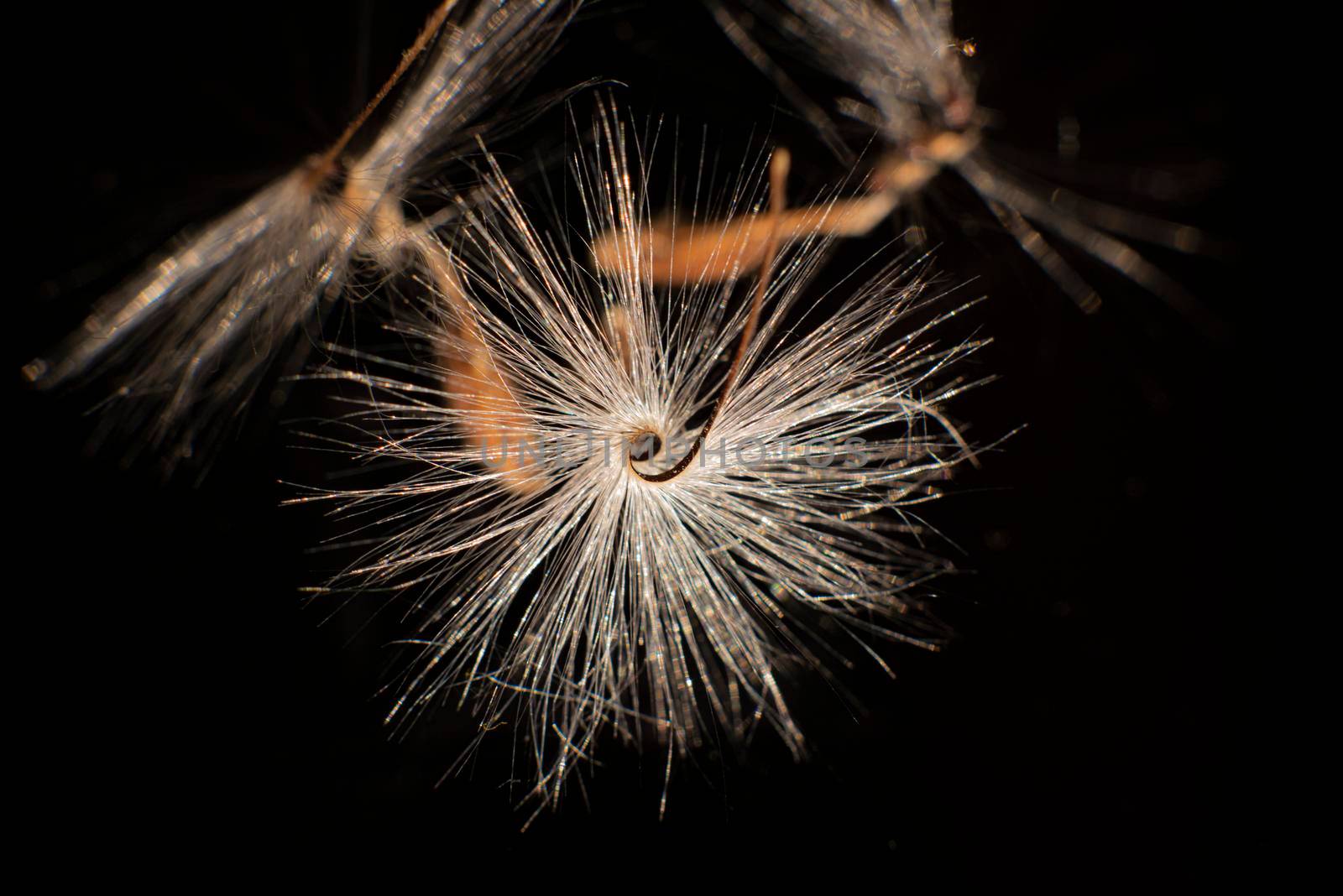 Brightly lit Pelargonium seeds, with fluffy hairs and a spiral body, are reflected in black perspex. Geranium seeds that look like ballerina ballet dancers. Motes of dust shine in the background like a constellation of stars by avirozen