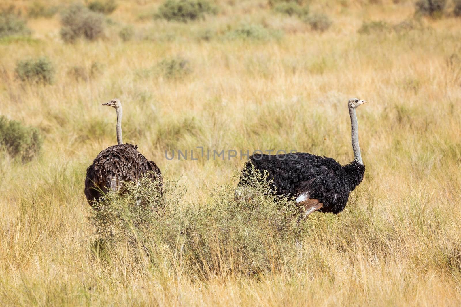 African Ostrich couple in dry savannah in Kgalagadi transfrontier park, South Africa; ; Specie Struthio camelus family of Struthionidae