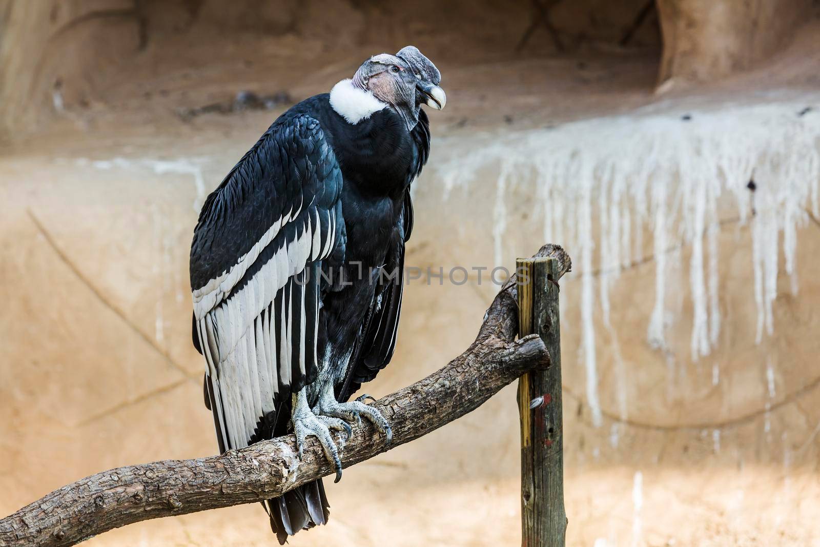 Andean Condor in Vulpro rehabilitation center, South Africa ; specie Vultur gryphus family of Cathartidae