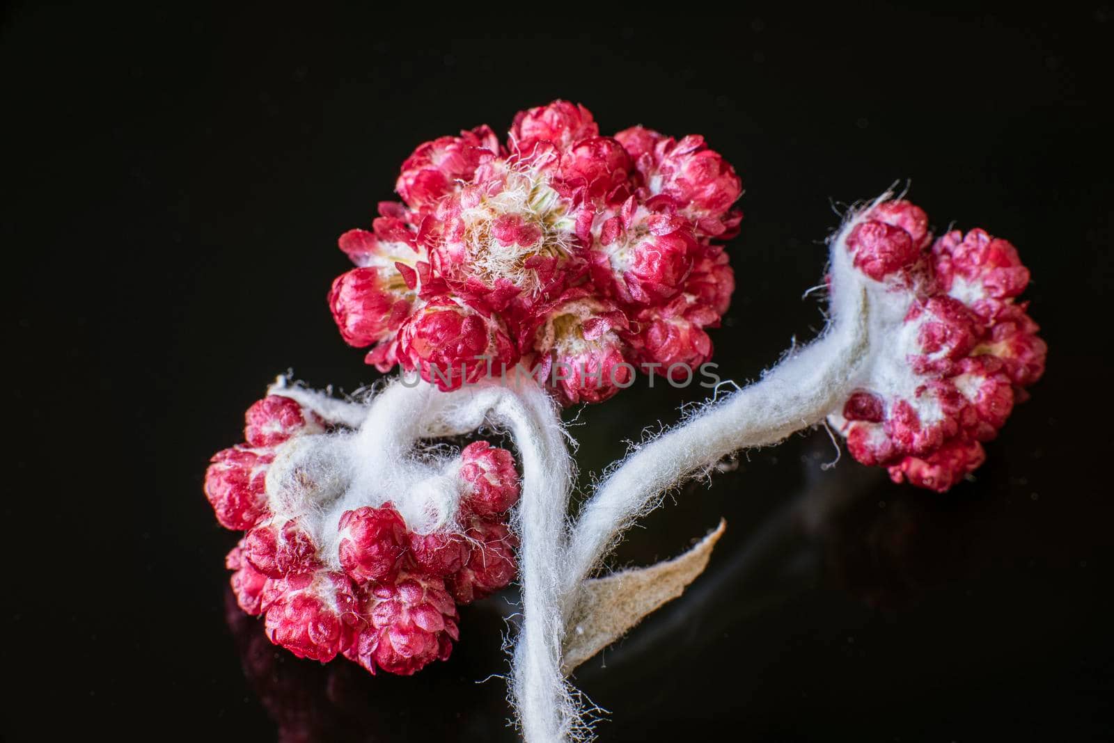 Helichrysum Sanguineum - aka Red Everlasting flowers, Red Cud Weed, blooms in late spring in the Mediterranean region, The Judean mountains, Israel. Everlasting flowers. High quality photo