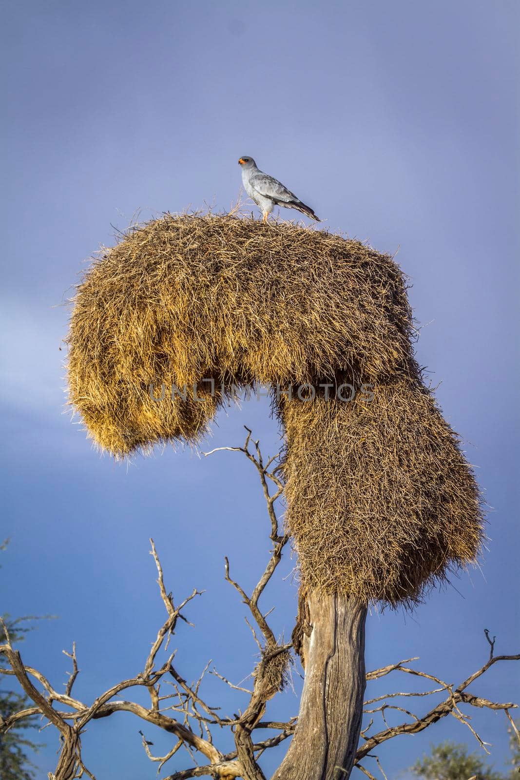 Pale Chanting-Goshawk in Kgalagadi transfrontier park, South Africa by PACOCOMO