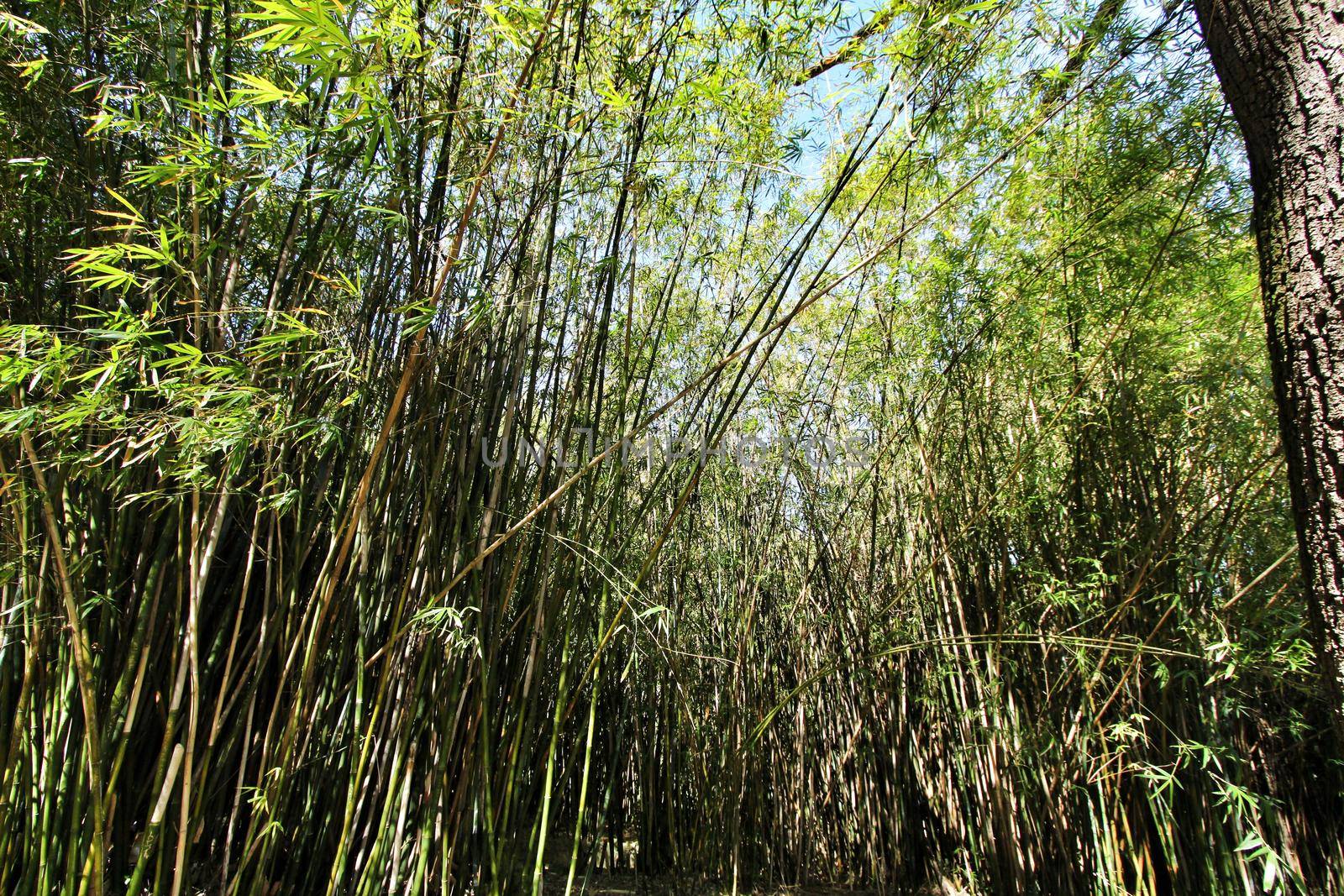 Beautiful Bamboo Plant forest in the Botanical Garden of Lisbon in Spring