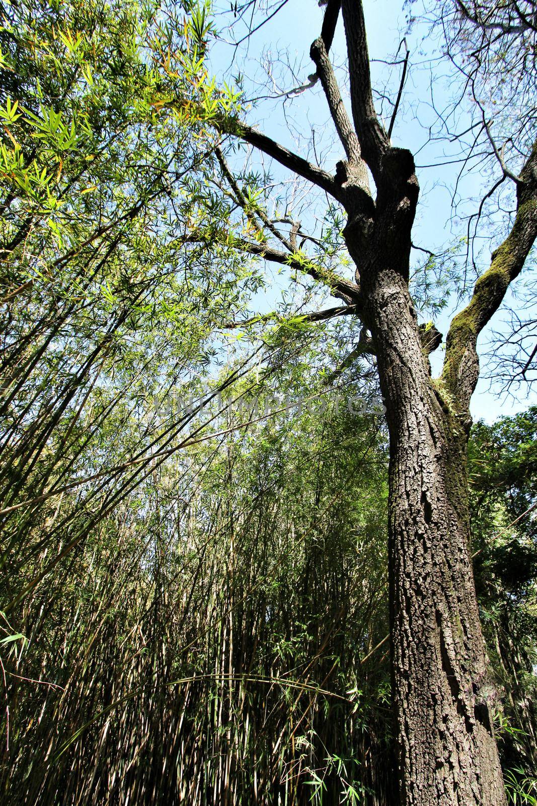Beautiful Juglans Nigra tree next to bamboo plant forest in the botanical Garden of Lisbon in Spring