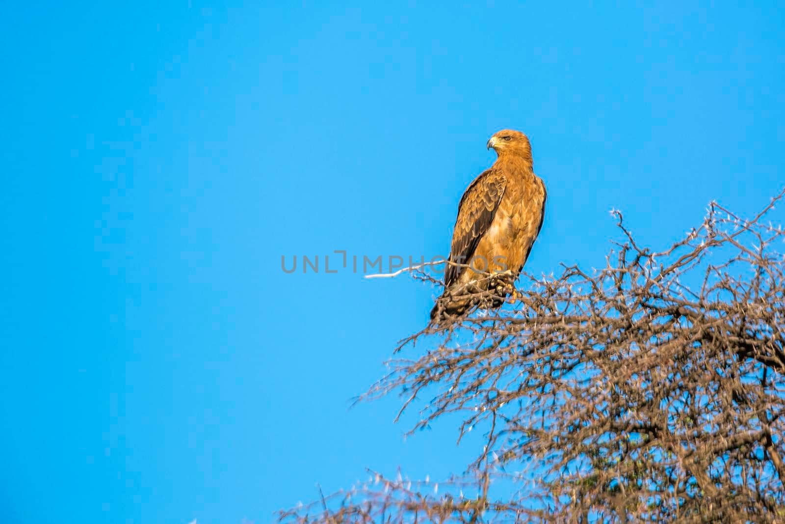 Wahlberg's Eagle isolated in blue sky in Kgalagadi transfrontier park, South Africa;  Specie Hieraaetus wahlbergi family of Accipitridae