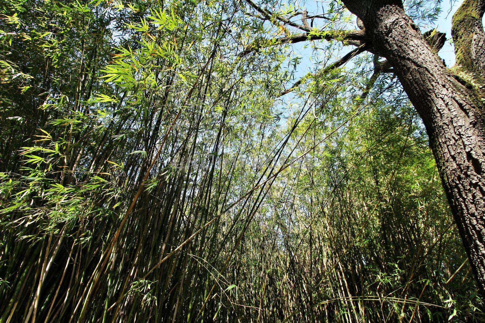 Beautiful Bamboo Plant forest in the Botanical Garden of Lisbon in Spring