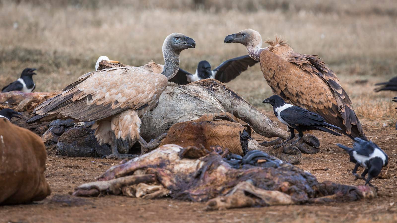 Cape vulture,White backed Vulture and african pied crow scavenging a carcass in Vulpro rehabilitation center, South Africa