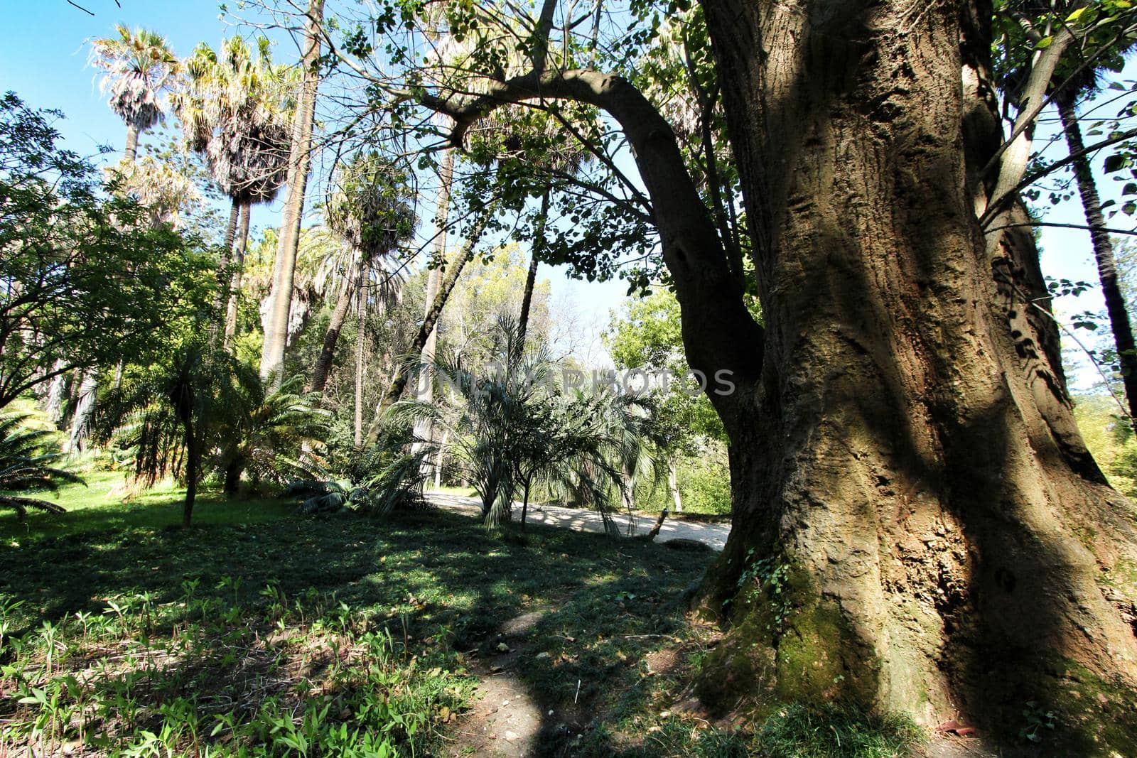 Beautiful and Majestic Erythrina Caffra tree at the Botanical Garden of Lisbon in Spring