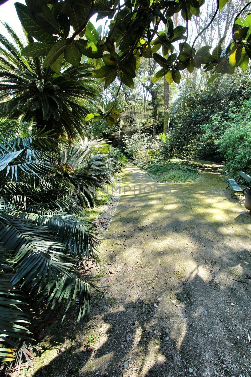 Leafy and green gardens with large trees at the Botanical Garden of Lisbon