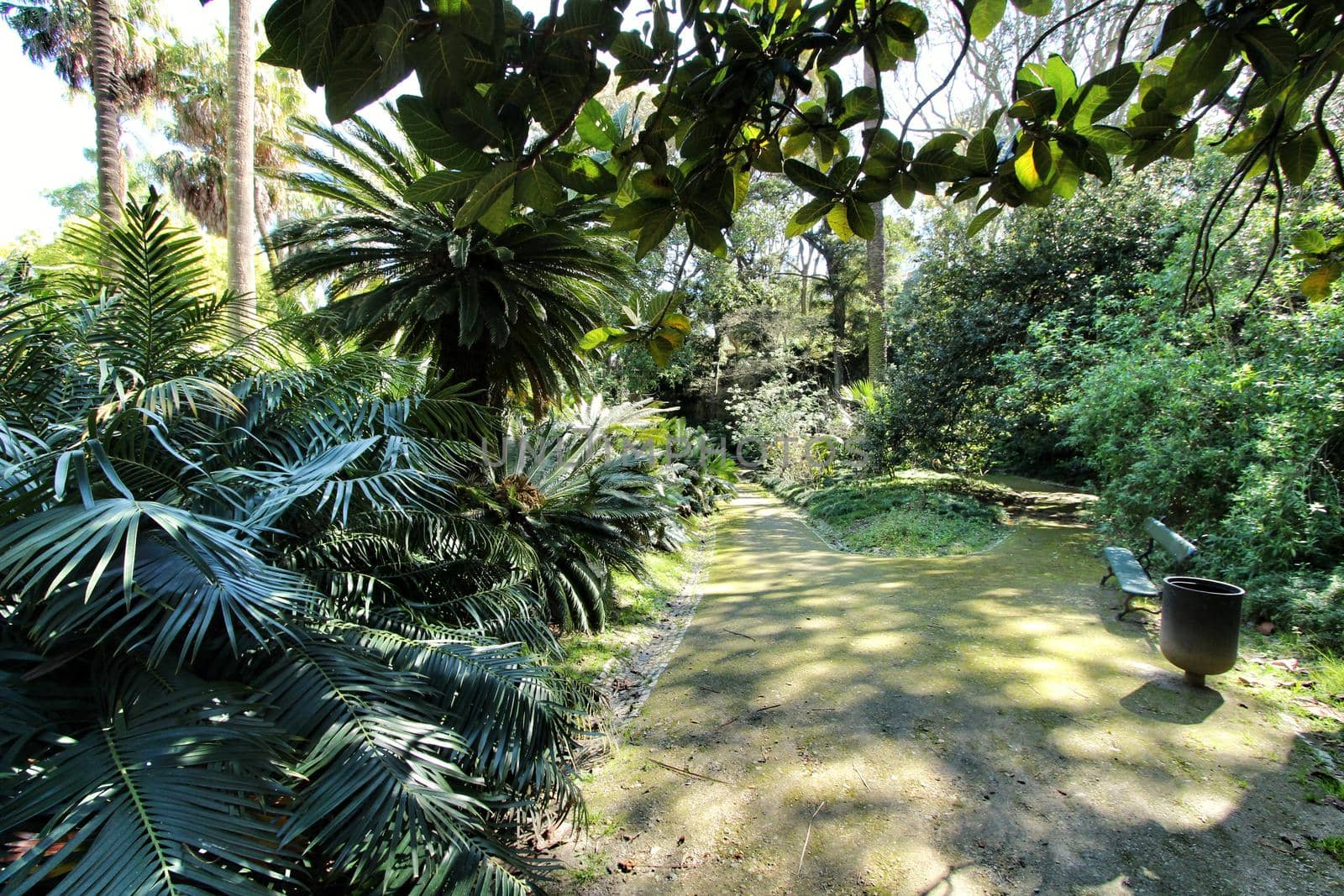 Leafy and green gardens with large trees at the Botanical Garden of Lisbon