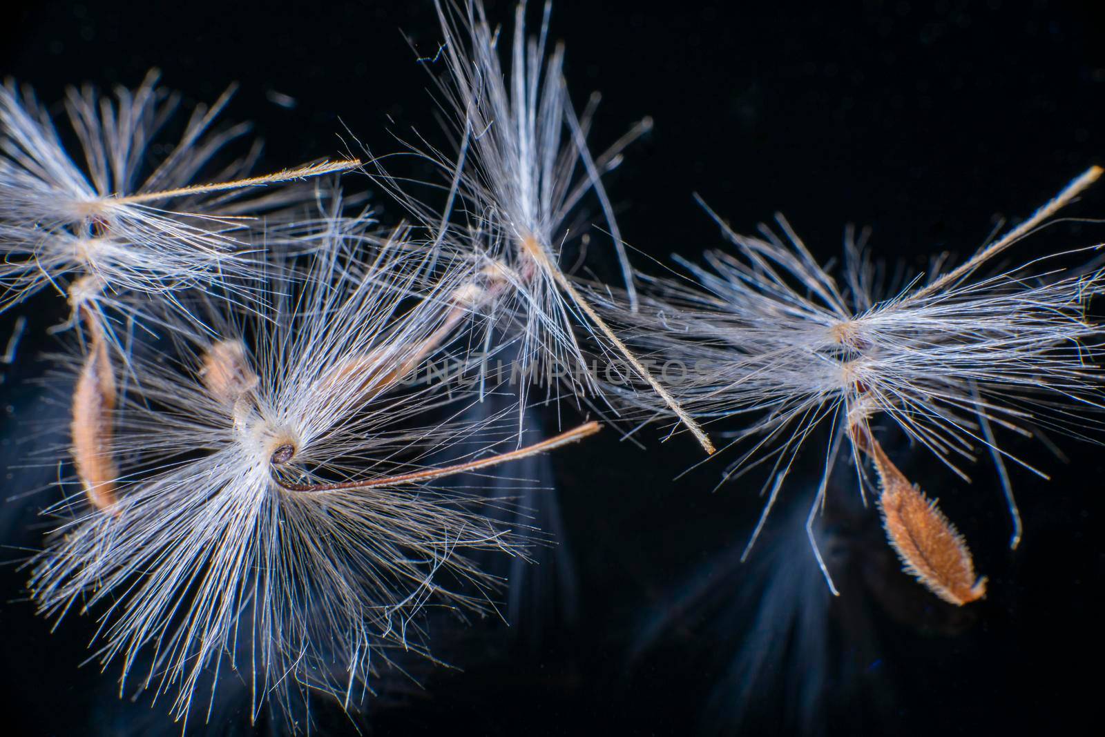 Brightly lit Pelargonium seeds, with fluffy hairs and a spiral body, are reflected in black perspex. Geranium seeds that look like ballerina ballet dancers. Motes of dust shine in the background like a constellation of stars. High quality photo