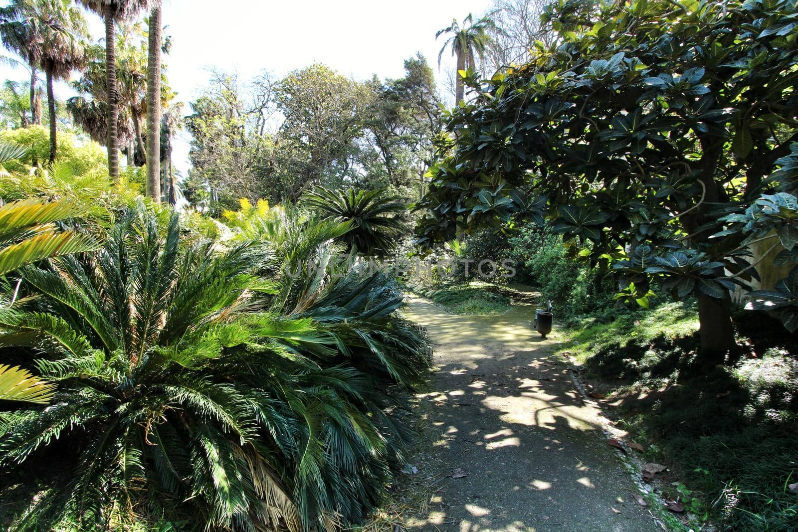 Leafy and green gardens with large trees at the Botanical Garden of Lisbon