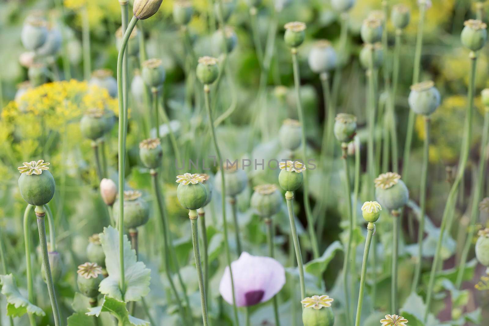 A lot of poppy in the garden. Poppy in natural conditions.