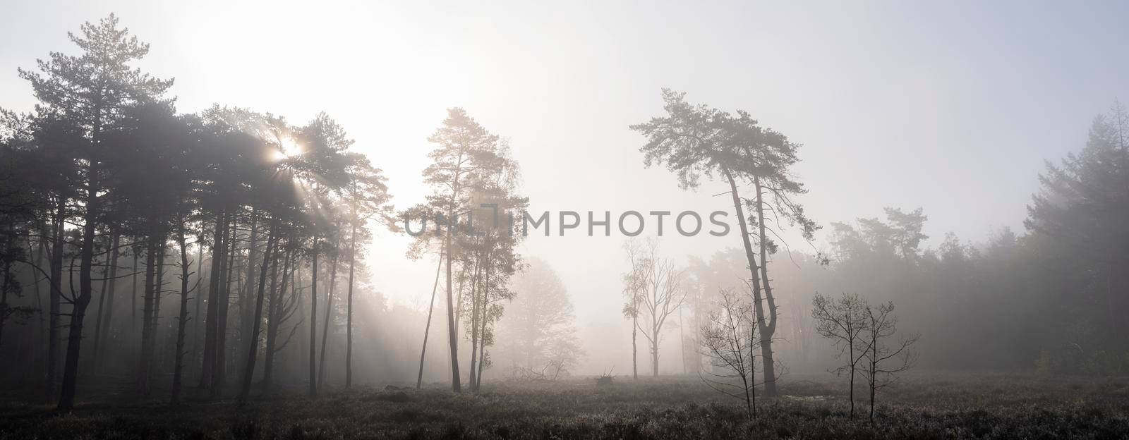 early morning sun rays in misty spring pine forest near utrecht in holland