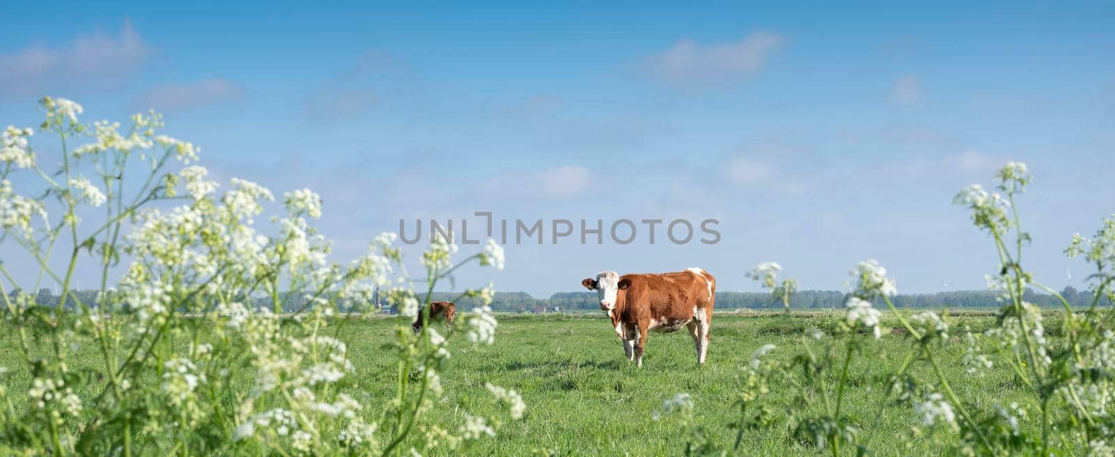 spotted red and white cows in meadow with spring flowers under blue sky in holland