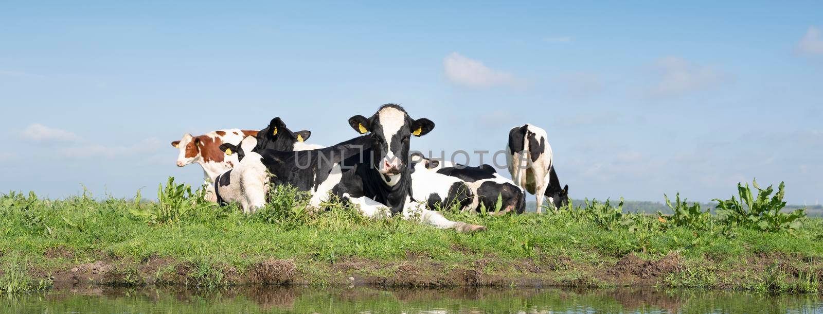 young spotted cows in dutch meadow near amersfoort in holland behind canal under blue sky in spring