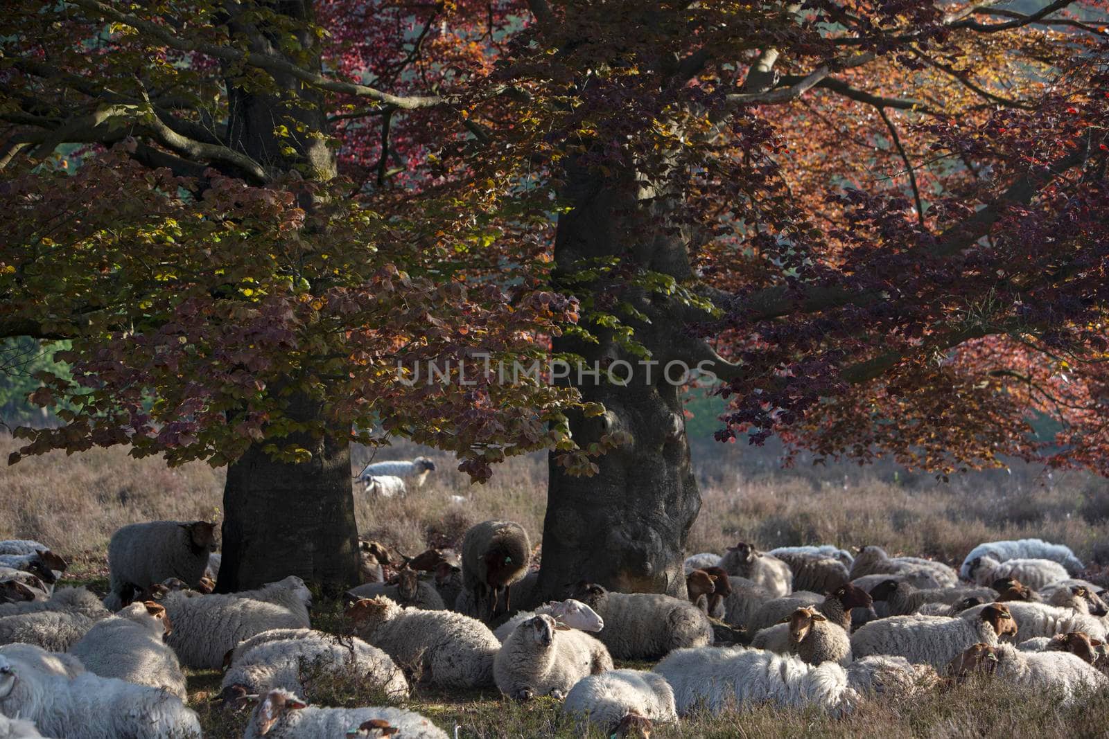 flock of sheep rests in shadow of large beech tree with green and red leaves