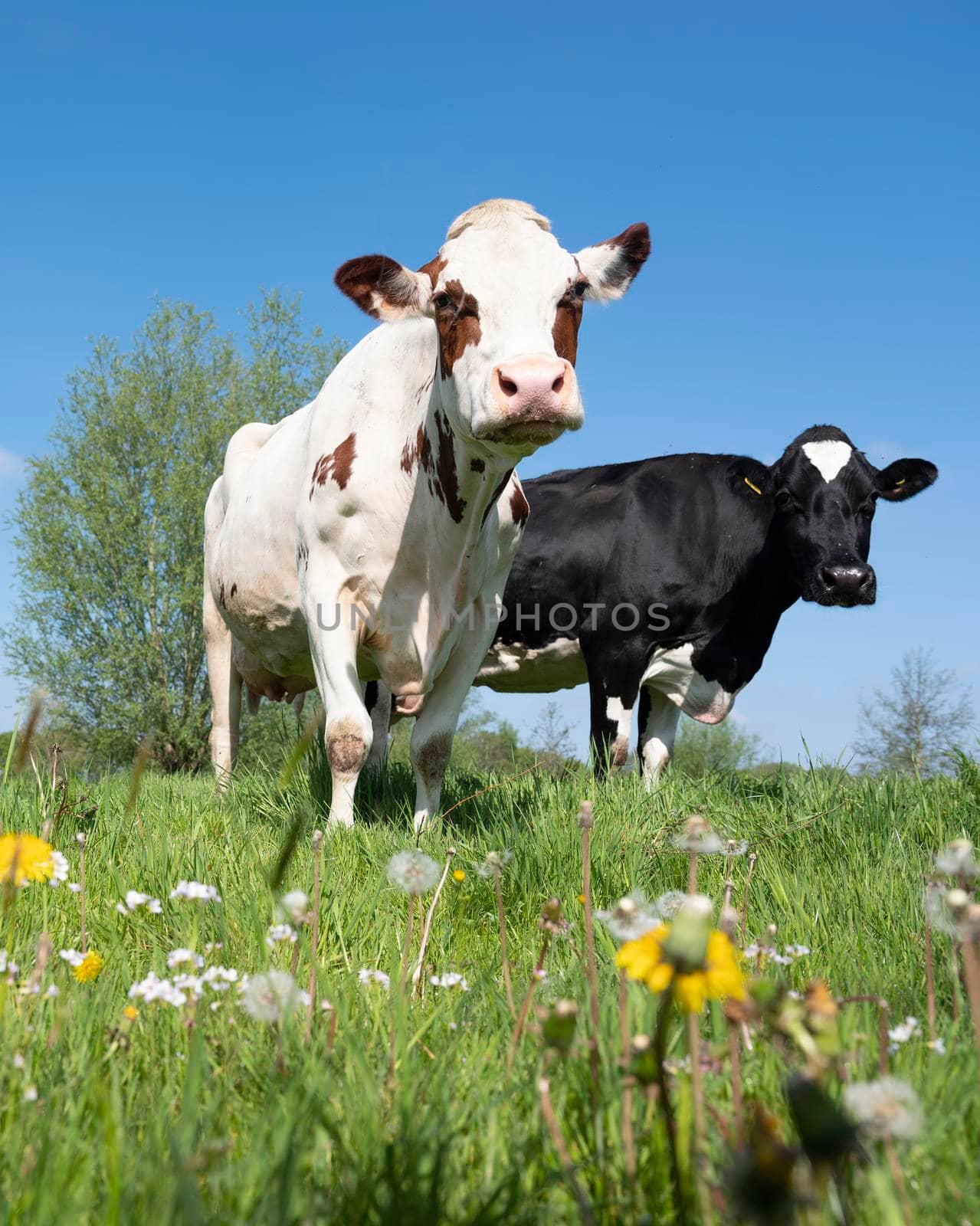 spotted red and black cows in meadow with spring flowers by ahavelaar