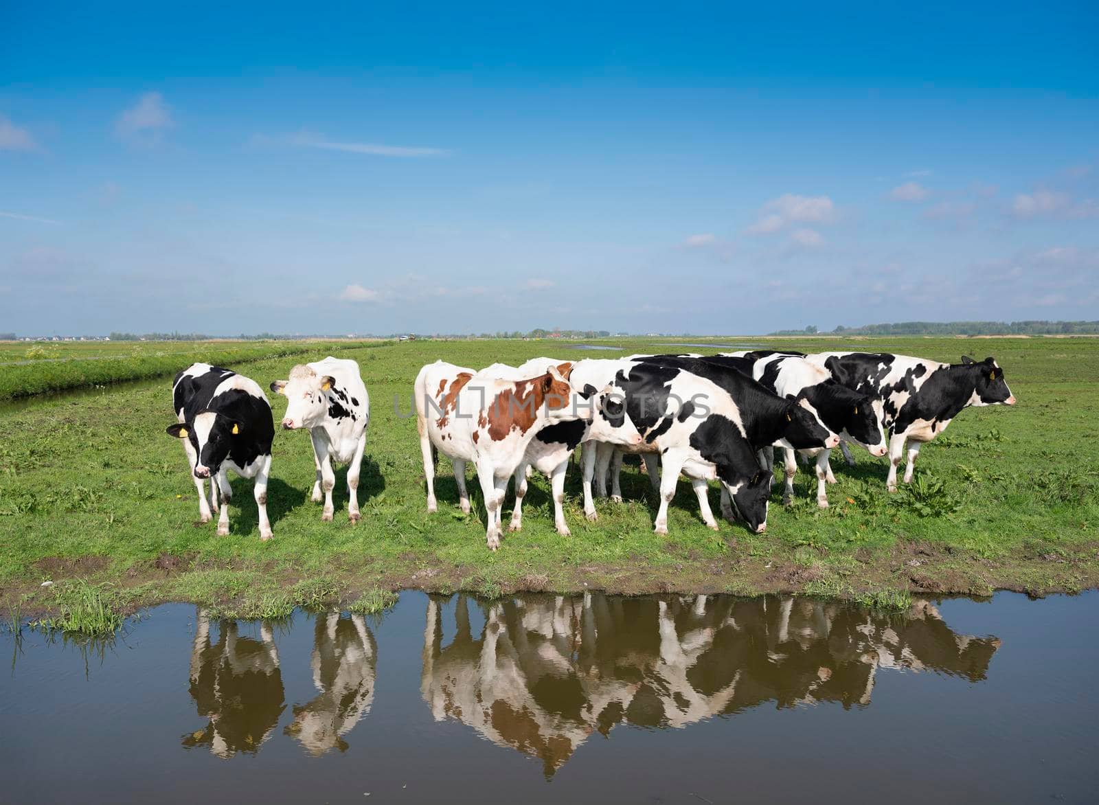 young spotted cows in dutch meadow near amersfoort in holland under blue sky in spring reflected in water of canal