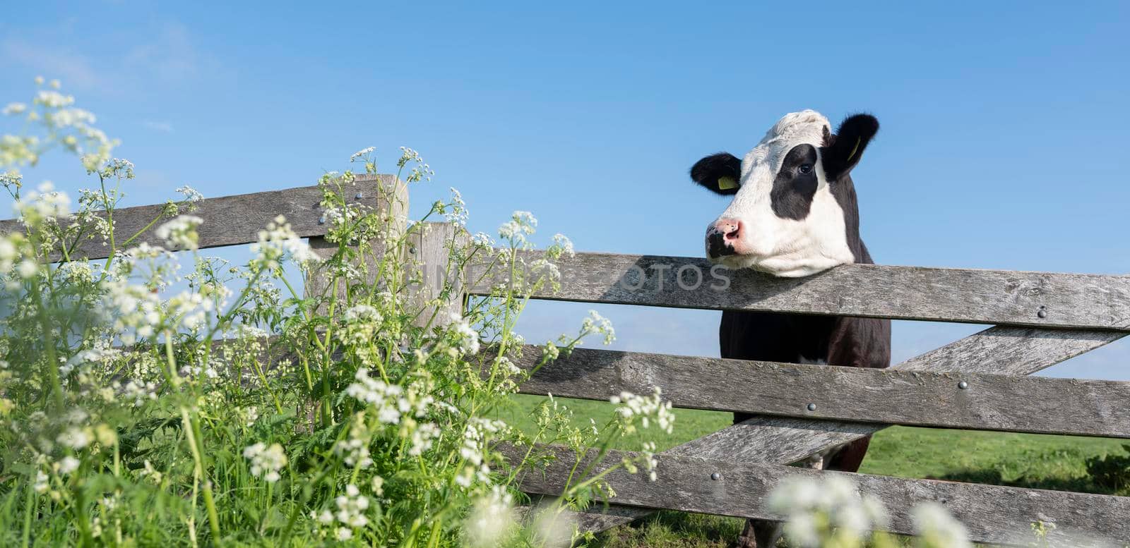 young black cow in meadow behind wooden gate and spring flowers under blue sky in holland