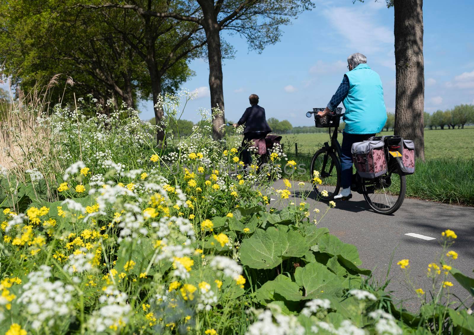 people ride bicycle on track near wild flowers in dutch spring near utrecht under blu sky on sunny day