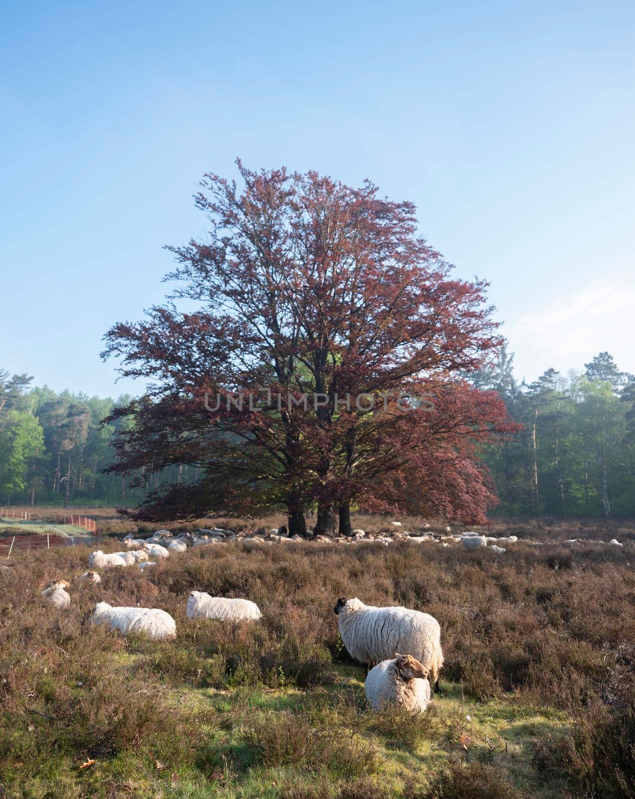 flock of sheep rests in shadow of large beech tree by ahavelaar
